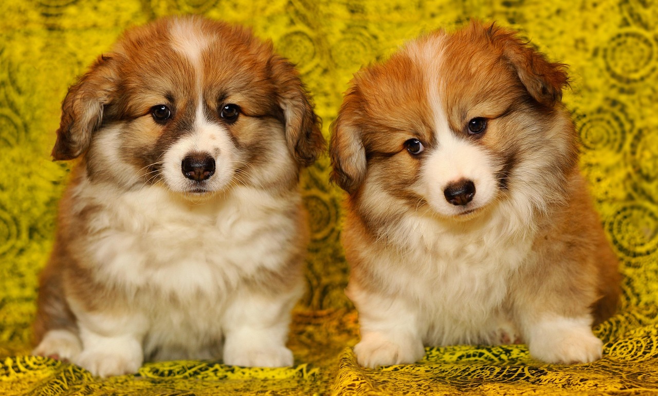 puppies, the pembroke welsh corgi, nature, pet, darling, animals, cute, dog, a small dog, animal, pu